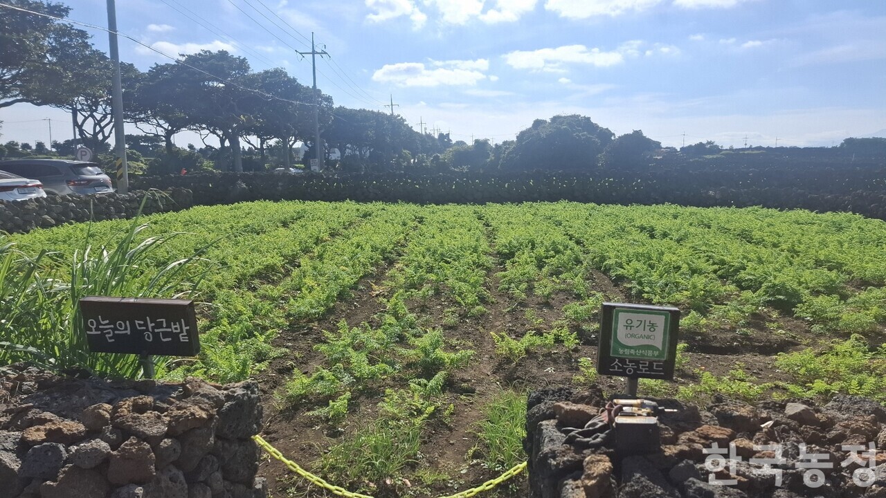 제주특별자치도 제주시 구좌읍 ‘소농로드’ 카페 앞 당근밭에서 당근들이 자라나고 있다.