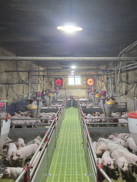 경상남도가 축사 화재 피해 최소화를 위해 ‘겨울철 축산재해 예방 및 피해 최소화 대책’을 추진한다. 경상남도 제공