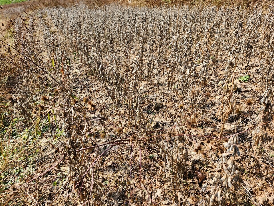 강원 정선군 사북읍 일원 5만평 규모에 심긴 콩이 썩어 누렇게 떠 있다. 김영돈 정선군농민회 회장 제공 