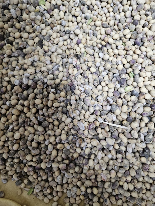 강원 정선군 사북읍 일원에서 수확한 콩으로, 정상이라면 노란빛을 띄어야 하나 대부분이 까맣게 썩어 있다.  김영돈 정선군농민회 회장 제공