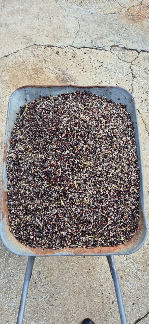 강원 정선군 남면에서 수확한 팥이 대부분 썩어 있다. 김영돈 정선군농민회장 제공 