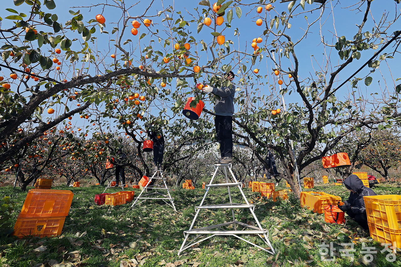 국내 대표적 대봉감 주산지인 전남 영암군에서 대봉감 수확이 한창인 가운데 지난 18일 금정면 한 과수원에서 외국인노동자들이 알차게 영근 대봉감을 따고 있다. 