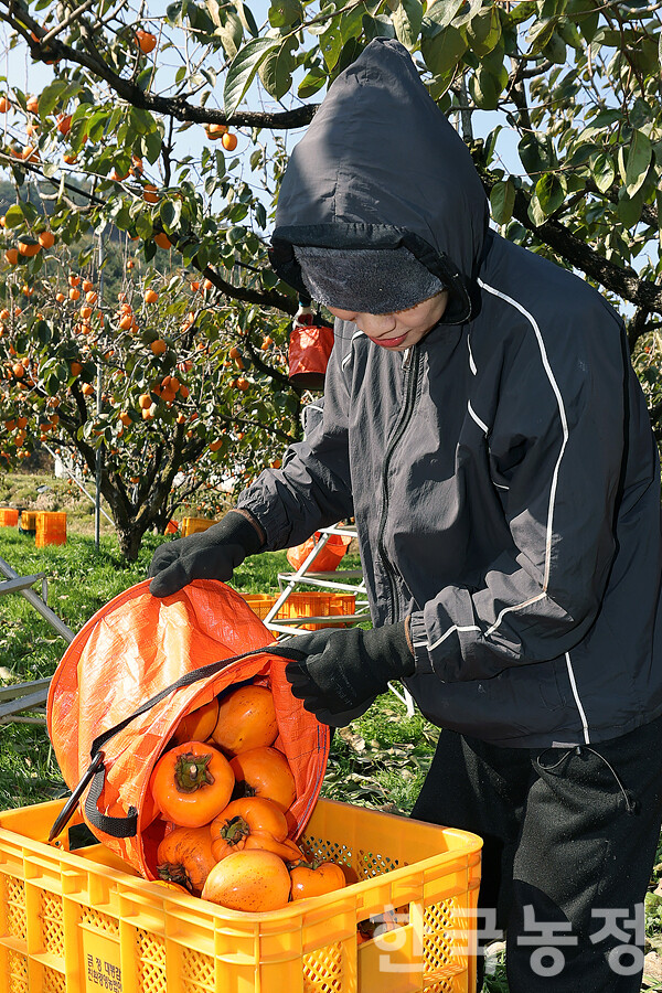 국내 대표적 대봉감 주산지인 전남 영암군에서 대봉감 수확이 한창인 가운데 지난 18일 금정면 한 과수원에서 외국인노동자들이 알차게 영근 대봉감을 따고 있다. 