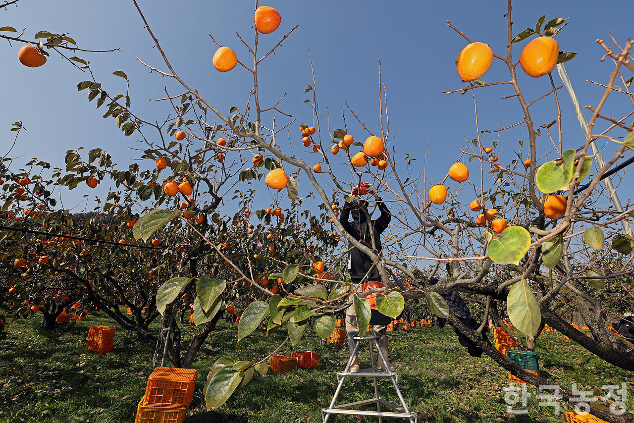 국내 대표적 대봉감 주산지인 전남 영암군에서 대봉감 수확이 한창인 가운데 지난 18일 금정면 한 과수원에서 외국인노동자들이 알차게 영근 대봉감을 따고 있다. 