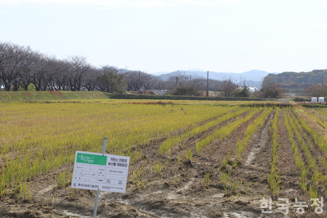 충남 홍성군 홍동면의 저탄소 친환경농산물 재배 포장. 홍동농협은 최근 농림축산식품부·홍성군 등과의 연계하에 저탄소 농업 프로그램 시범사업을 전개 중이다.
