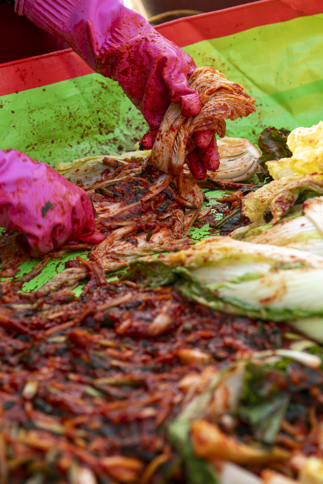 괴산 배추는 속이 노랗고 단맛이 강하며 경쾌한 식감이 오랫동안 유지된다.