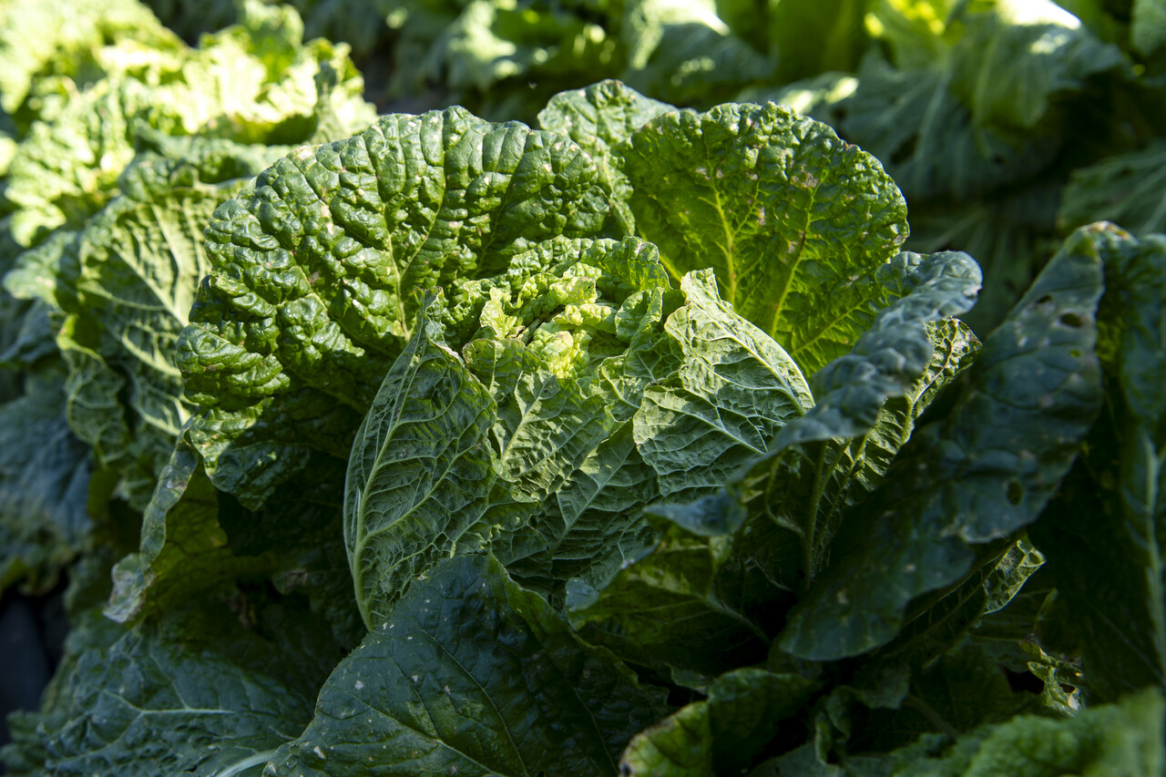 매전리 배추밭에서 자라난 배추. 농부의 마음으로 바라보면 배추도 한 송이 꽃이다.