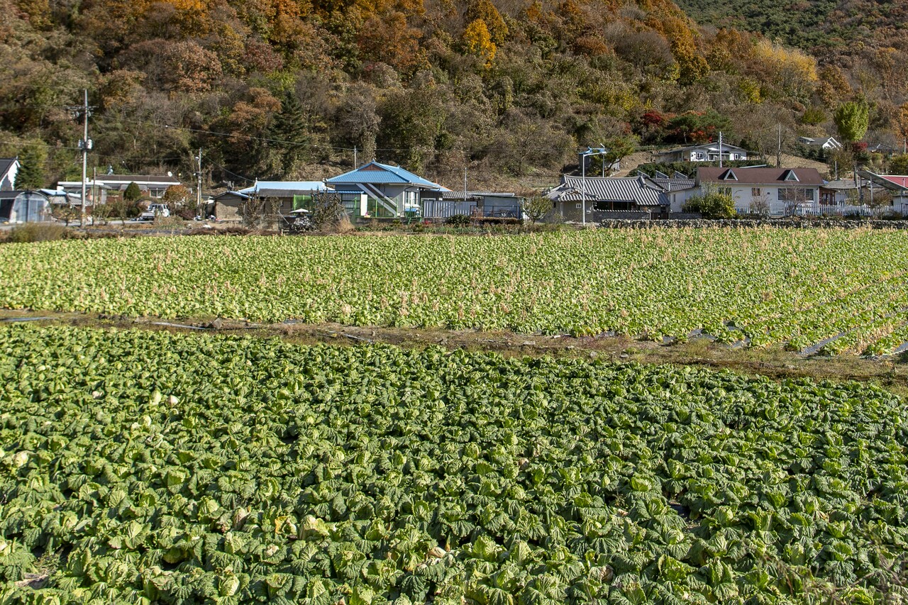 경계선을 기준으로 아래쪽 배추밭은 배추가 실한데 위쪽 배추밭은 노랗게 무름병이 와서 수확을 포기했다.