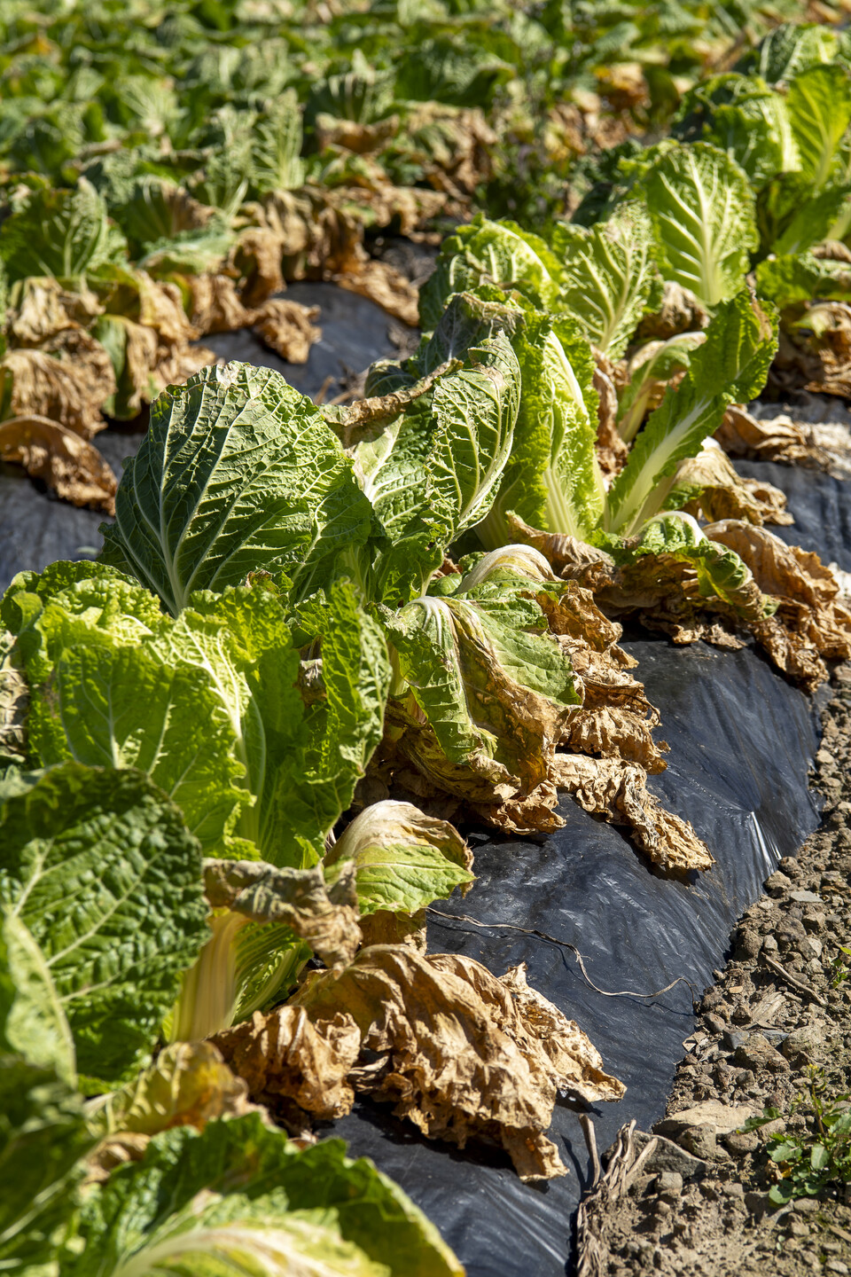 무름병이 와서 넓은 밭 전체가 이렇게 손댈 수 없게 망가져 버렸다.