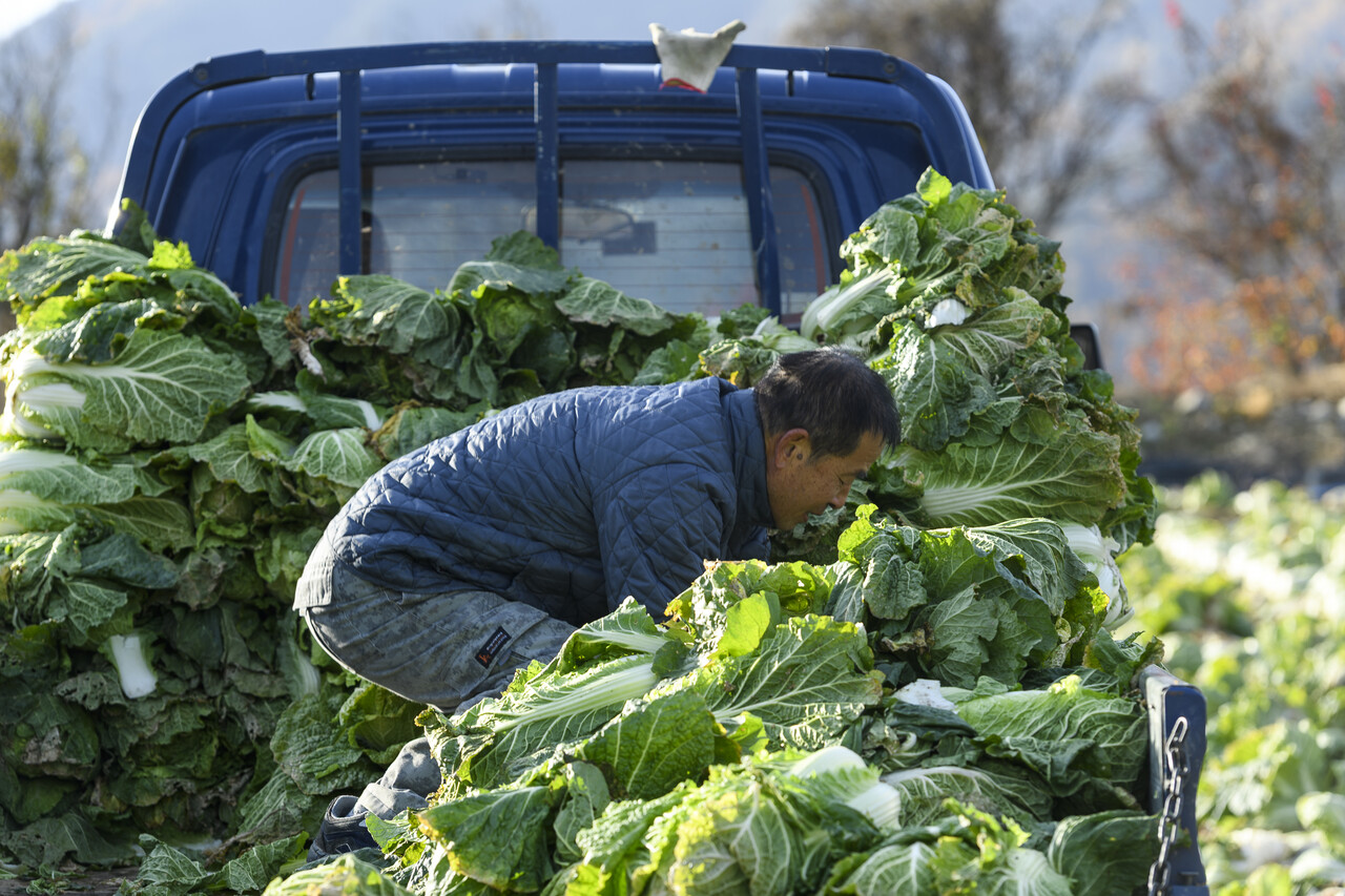 내년 농사는 농부의 땀 한 방울도 허투루 흘리지 않는 풍년이 되면 좋겠다.