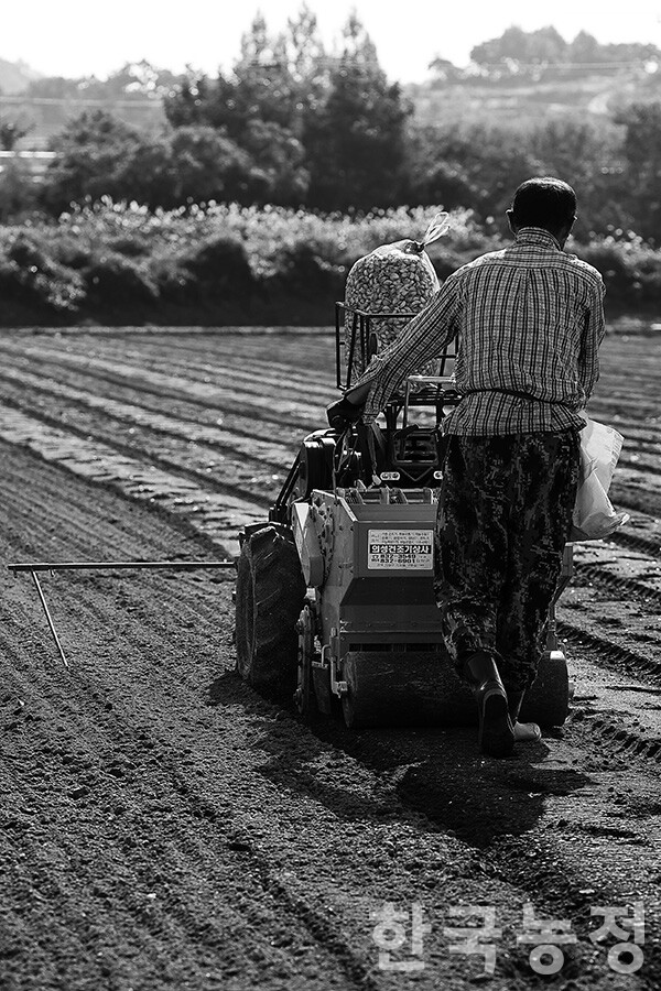 “한 달 넘게 논이 질어서 마늘을 못 심었어요. 일찍 수확하는 올마늘은 보통 9월 20일경부터 심었거든요. 9월 하순에서 10월 초까진 거의 다 심었는데 올해는 많이 늦었어요. 가을에 비가 하도 많이 와서…. 그래서 옆 논은 땅이 질어도 심어본다고 10월 초에 파종했는데 다행히 순이 잘 올라왔어요. 심은 지 4주 정도 된거죠. 집에 돌아와서 농사지은 건 한 8~9년 됐고요. 마늘 농사가 제일 크죠.” 