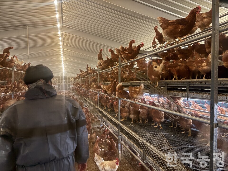 강원 횡성 산란계 농장주 한만혁씨는 농가들에게 계속 적자를 감당하라는 식의 정부 태도에 안타까움을 표했다. 한씨가 자신의 농장에서 닭들을 살피고 있다.