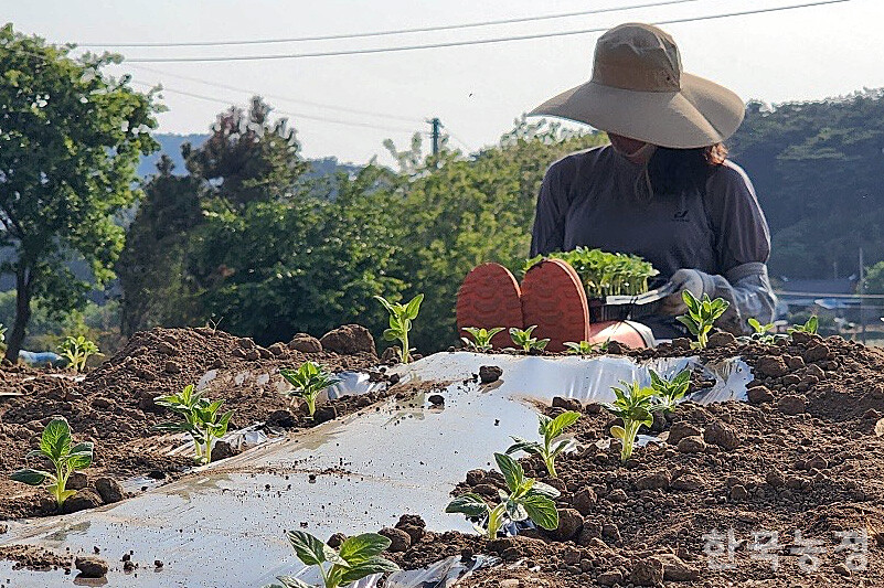 전북 고창으로 귀농한 이씨가 농작물을 가꾸고 있다. 본인 제공