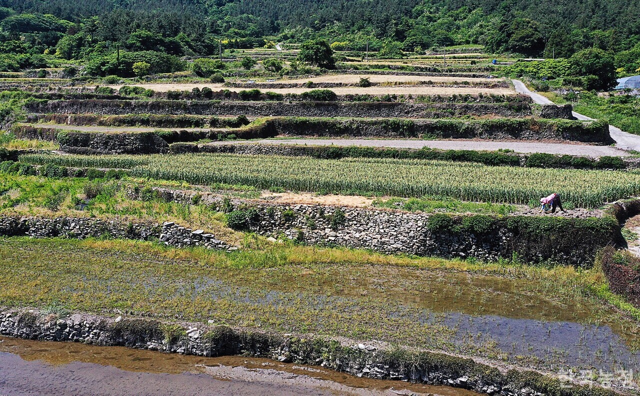 지난 18일 청산면 상동리 마늘논에서 한 여성농민이 풀을 매고 있다. 마늘 수확이 끝나면 층층이 만들어진 논에 물을 채워 모내기에 들어간다.