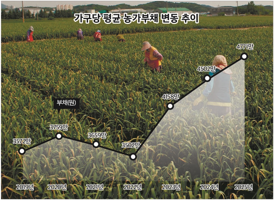 2025년 농가소득이 일시 성장(전년 대비 8%)했지만 2022년 이후 치솟기 시작한 농가부채의 급증세 역시 매섭다. 가구 평균 농가부채가 5000만원에 육박했지만 이 역시 실제보단 크게 축소된 정황이 여실하다. 자료: 국가데이터처