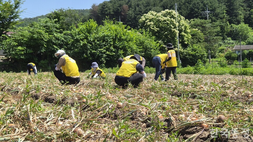 경기도농수산진흥원과 경기도친환경농업인연합회가 15일 경기 가평군 북면에서 ‘2026년 경기도 학교급식 친환경농산물 수매 발대식’을 진행한 가운데 참가자들이 양파 수확 일손돕기를 진행하고 있다.