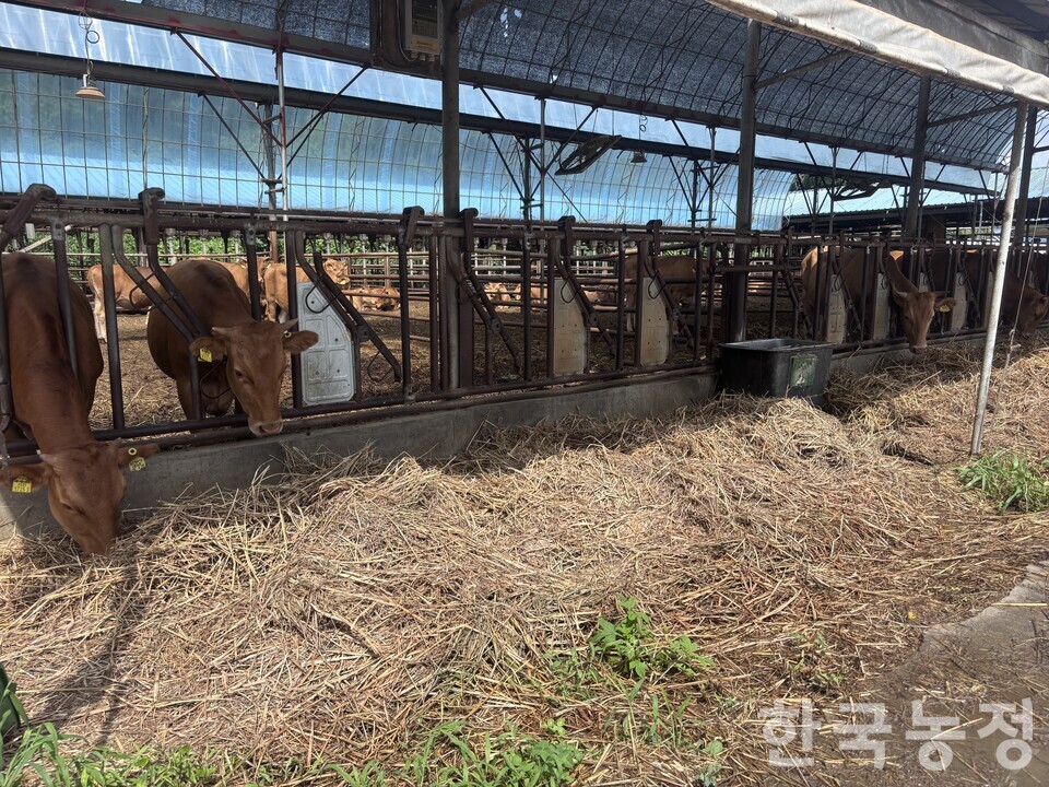 충북 청주의 한우농가 양인석 씨 농장의 소들이 국·공유지 하천부지에서 수확한 야생 풀을 조사료로 먹고 있다. 양씨는 해당 조사료의 품질이 우수하고 소들의 기호성도 좋은 것으로 보인다고 설명했다.&nbsp;