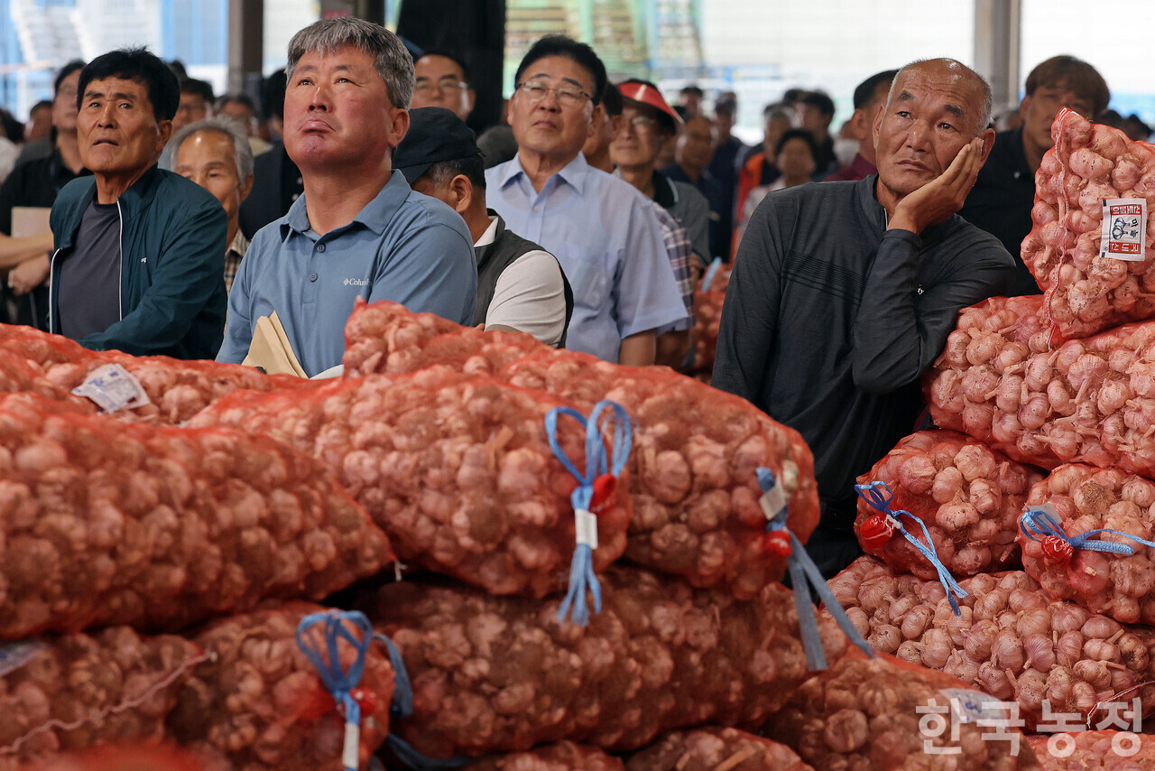 지난 1일 경남 창녕군 대지면 창녕농협 농산물공판장에서 열린 건마늘 초매식에서 각지에서 모인 농민들이 경매가격이 나타나는 전광판을 굳은 표정으로 바라보고 있다. 한승호 기자