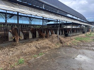 With prolonged heatwave forecast… Ministry of Agriculture, Food and Rural Affairs “Strengthens support for vulnerable livestock farms”